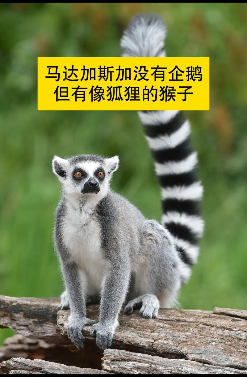 现场球迷朝阿奇姆彭学猴子叫+骂黑鬼+竖中指，导致比赛一度中断